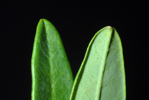 Euphorbia corollata