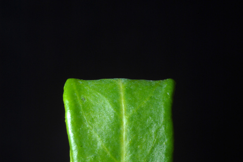 Euphorbia corollata