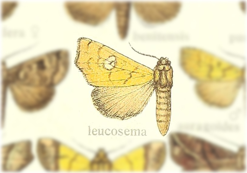 Anomis leucosema