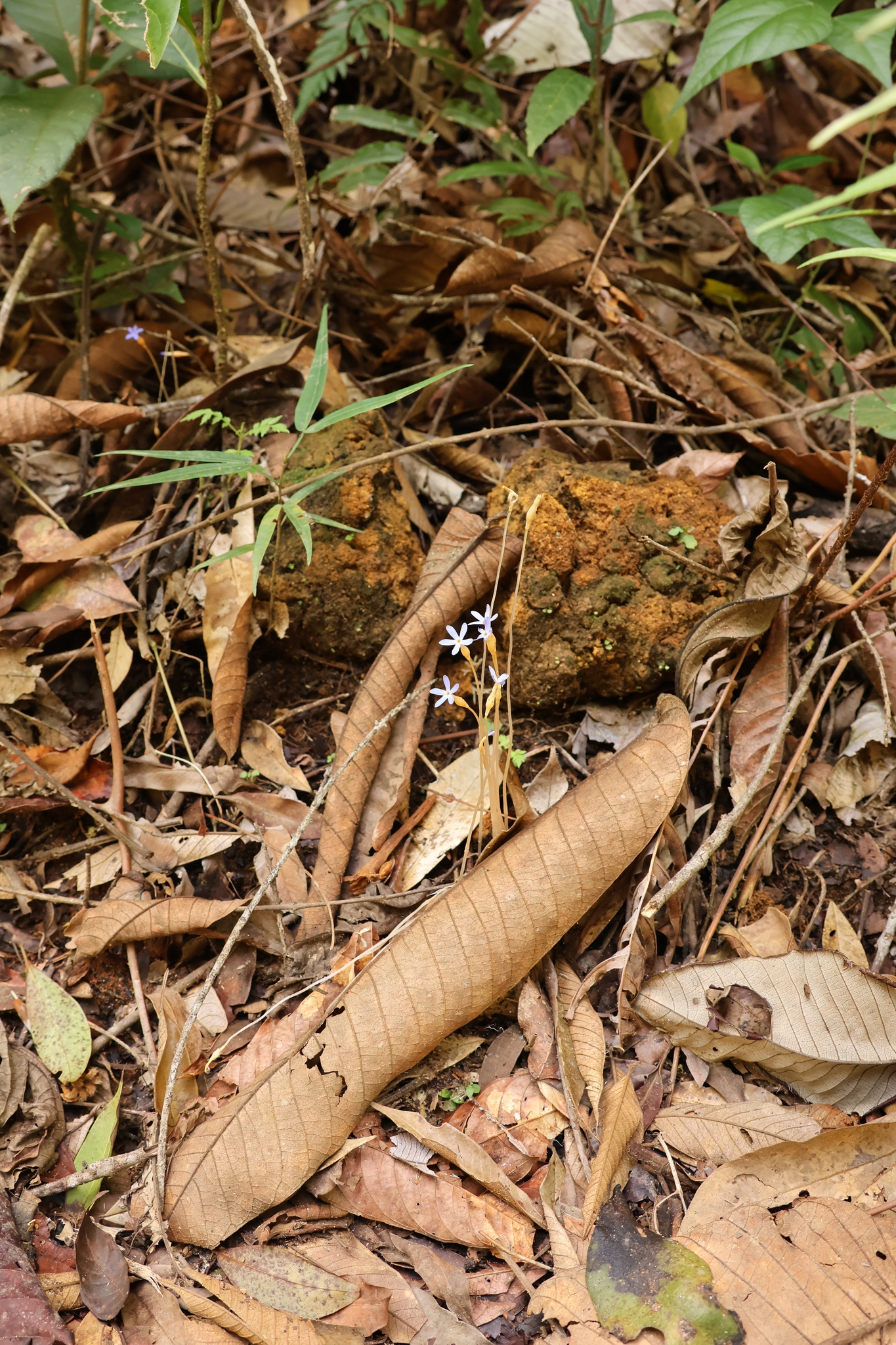 Imagem de Flor-de-fantasma