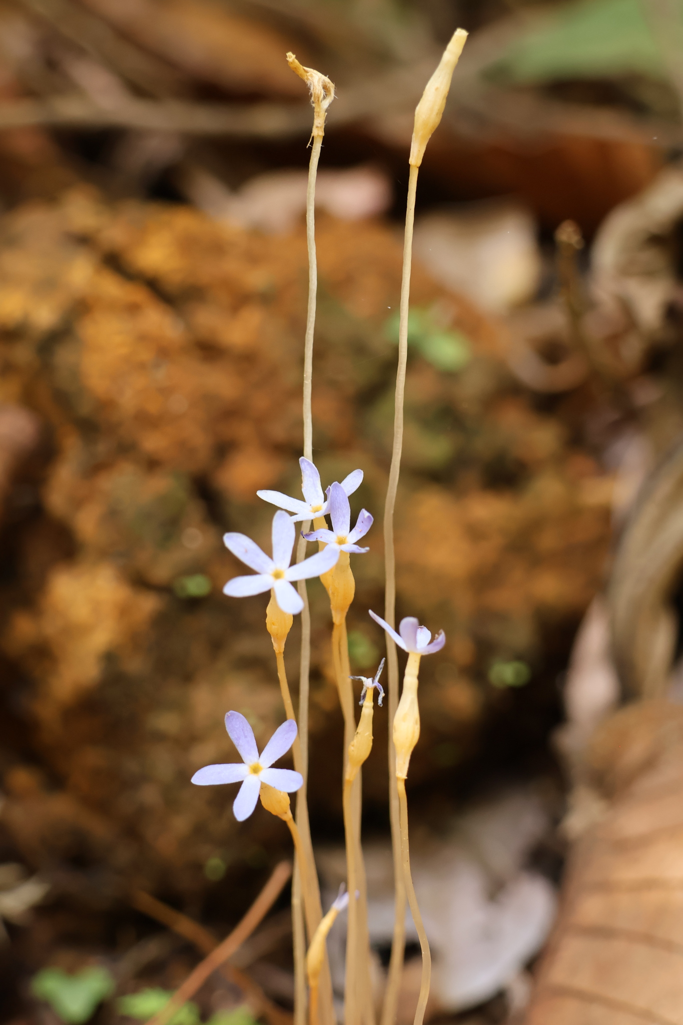 Imagem de Flor-de-fantasma