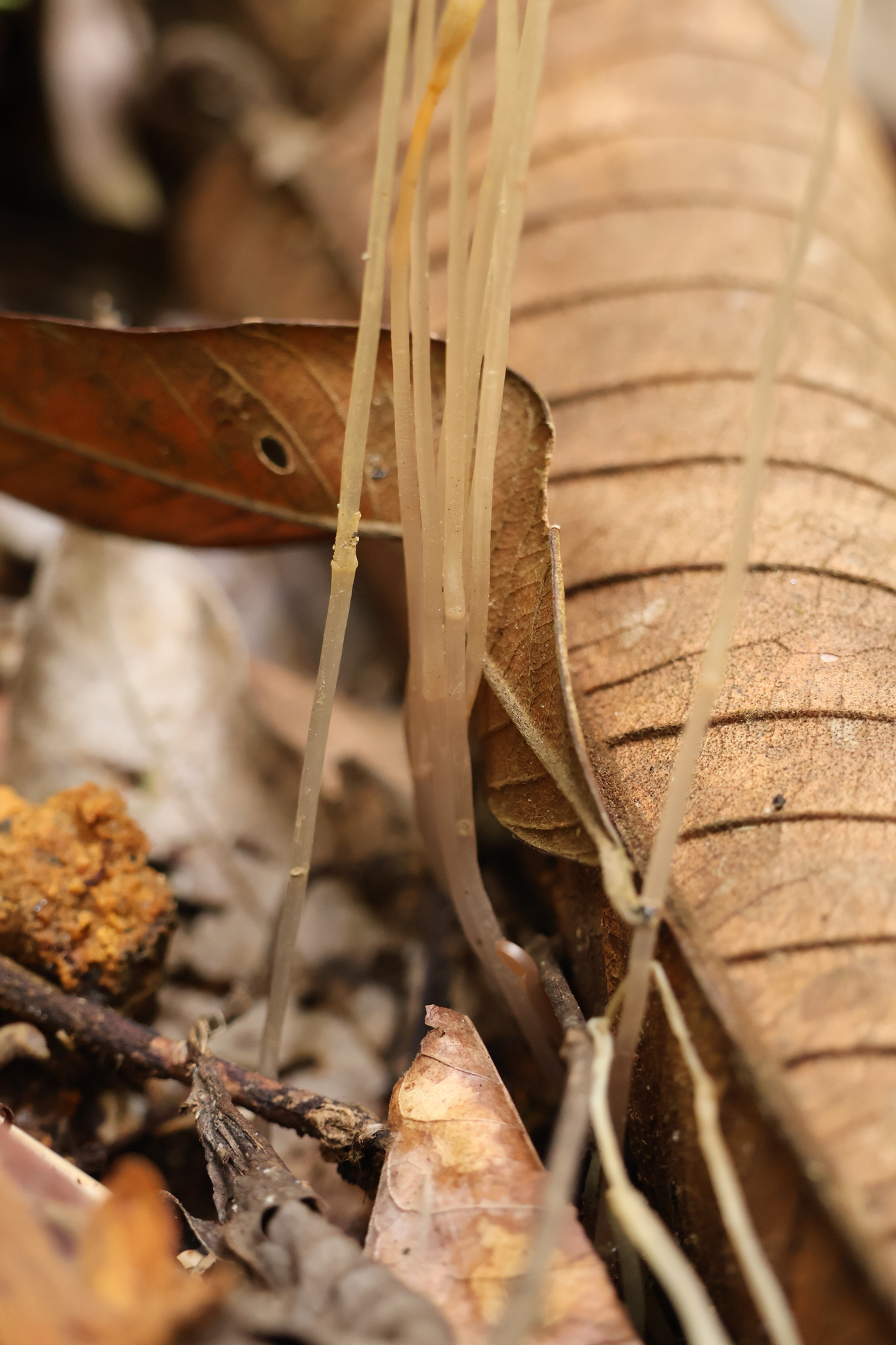 Imagem de Flor-de-fantasma