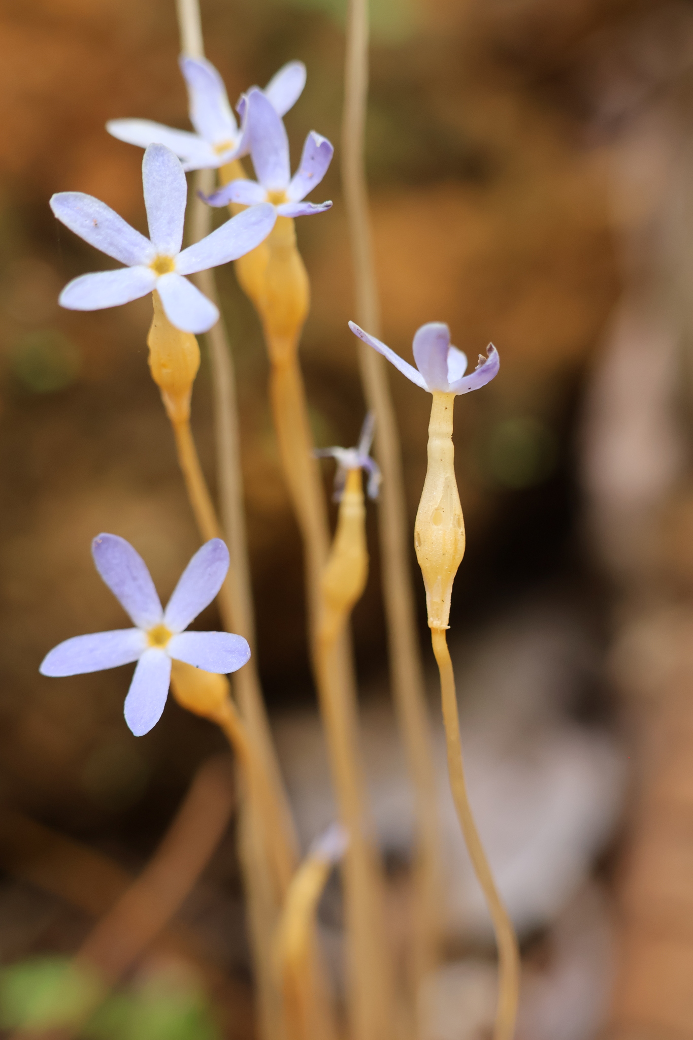 Imagem de Flor-de-fantasma