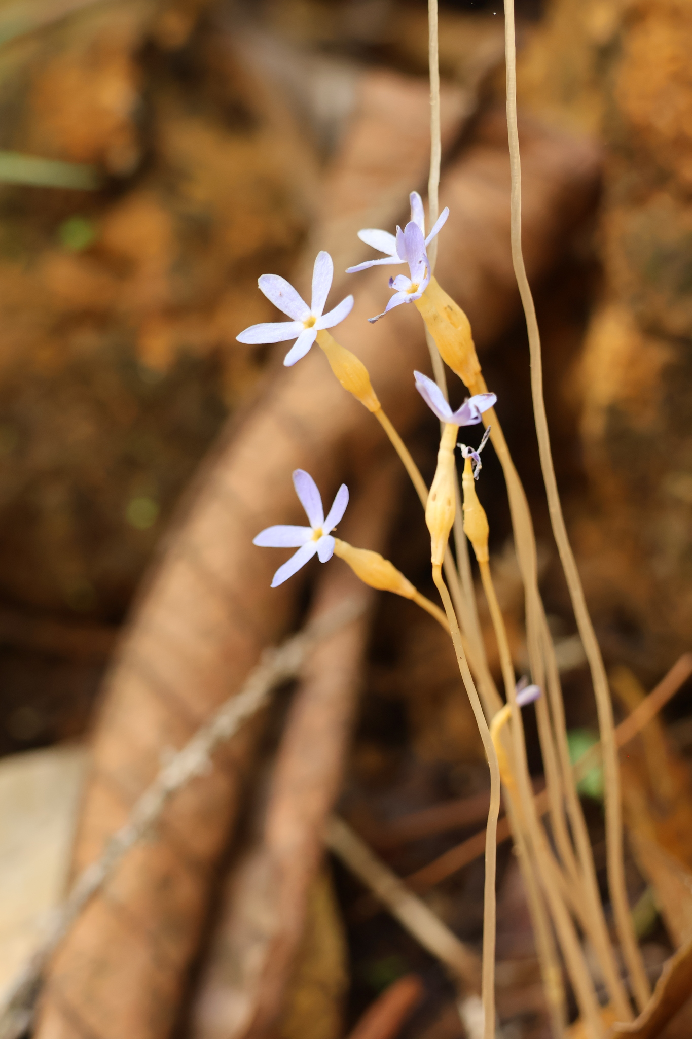 Imagem de Flor-de-fantasma