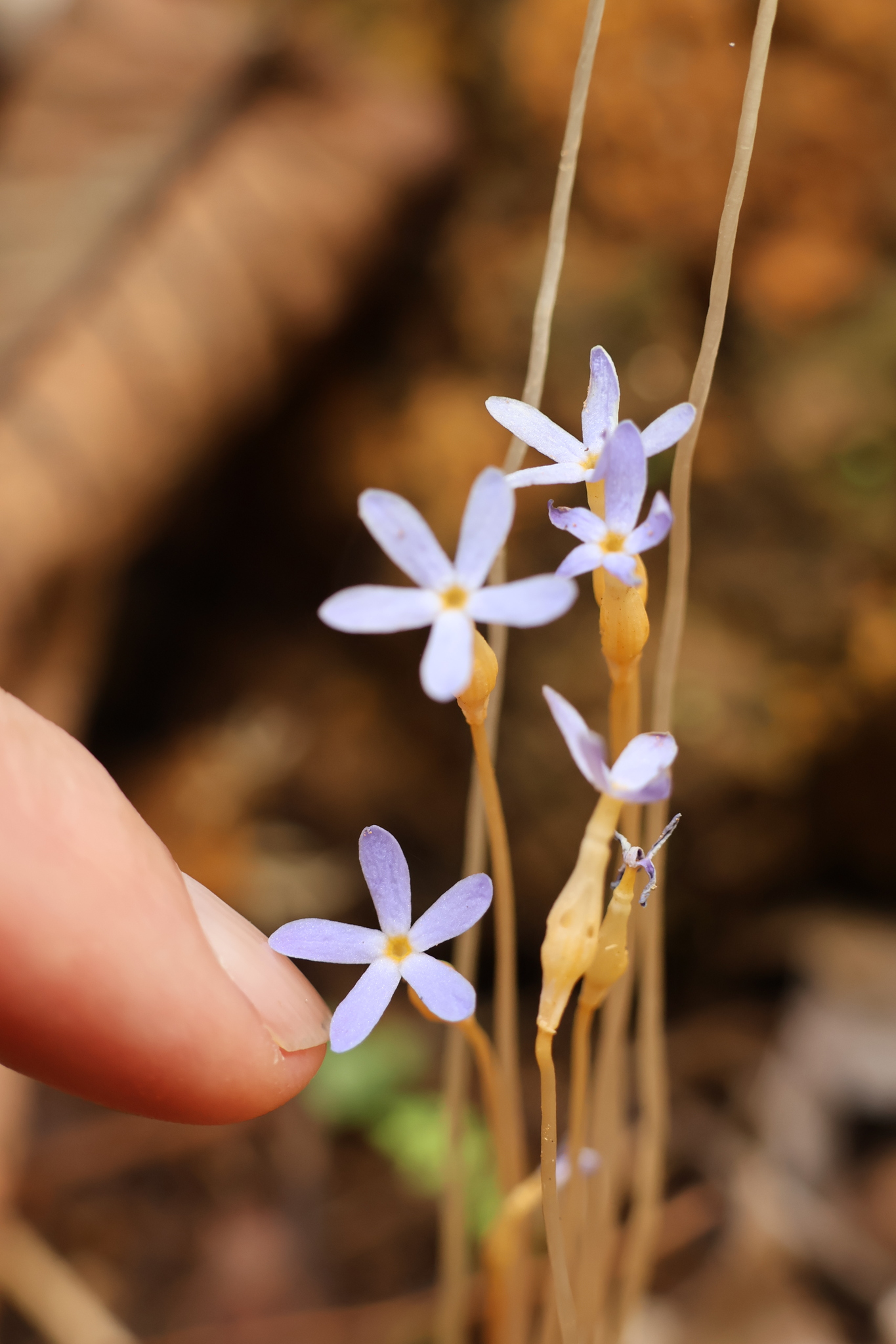 Imagem de Flor-de-fantasma