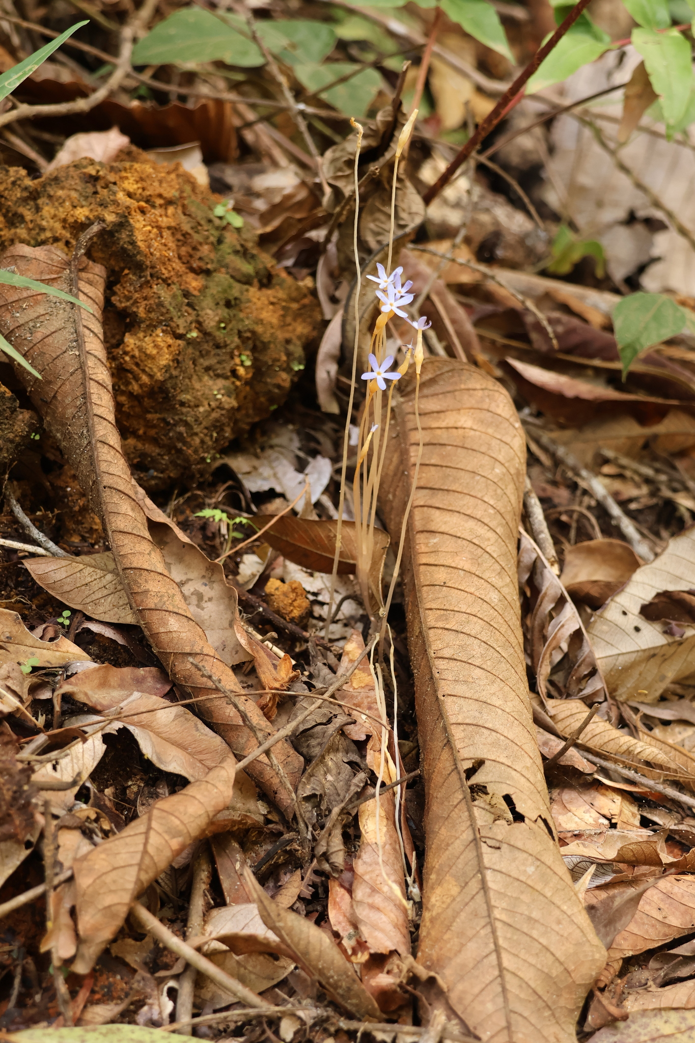 Imagem de Flor-de-fantasma