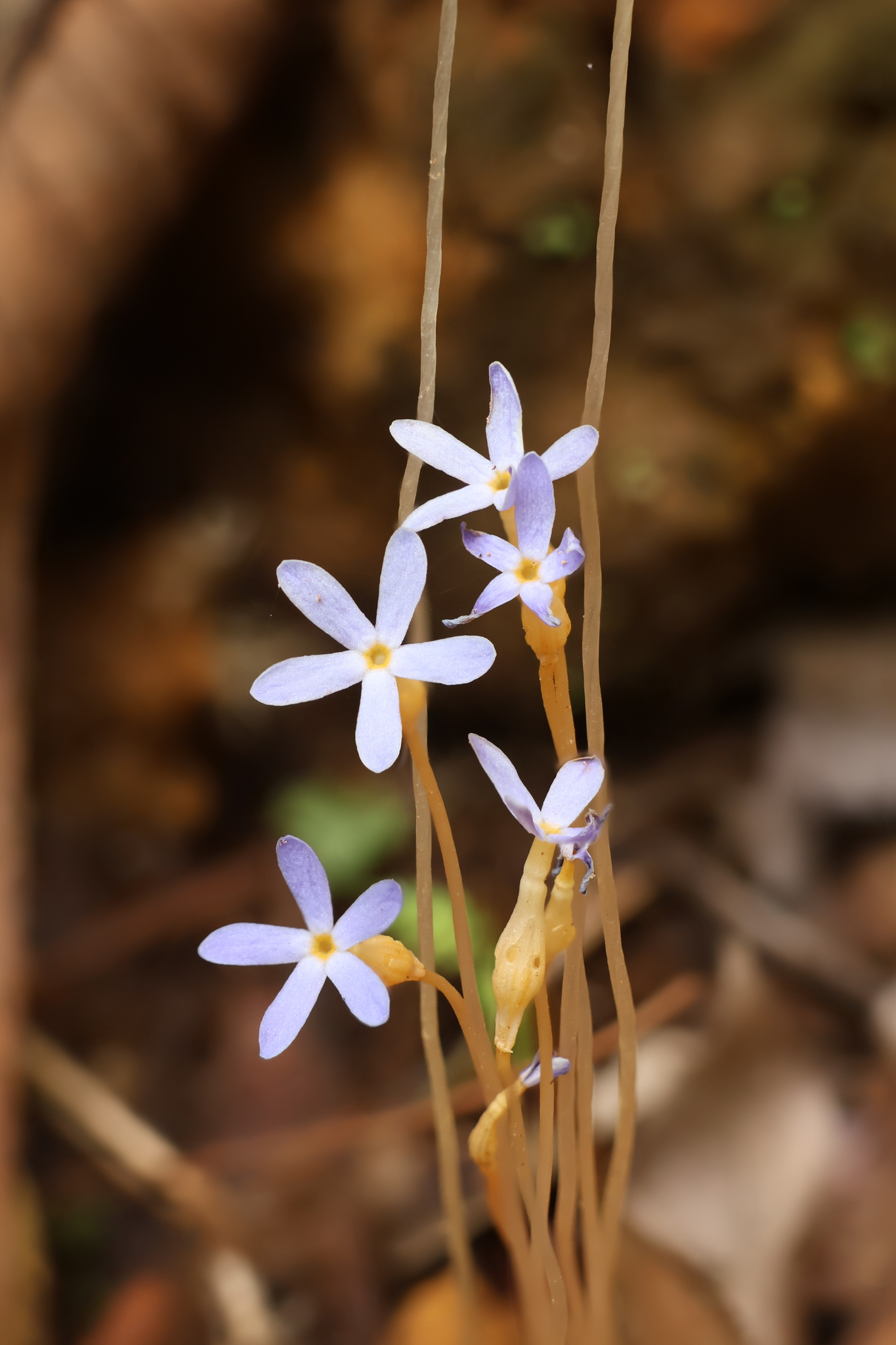 Imagem de Flor-de-fantasma