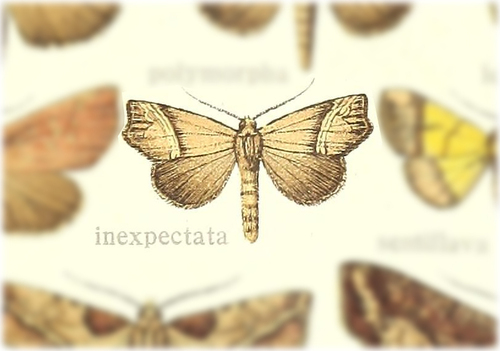 Paragonitis inexpectata