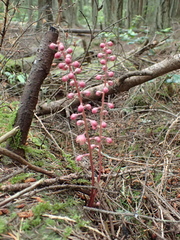 Pyrola aphylla