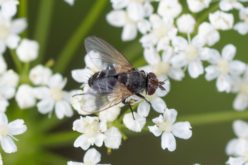 Actia pilipennis