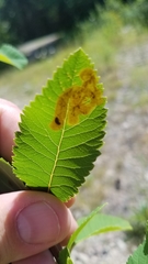 Agromyza valdorensis