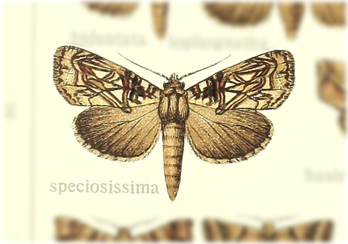 Plusiodonta speciosissima