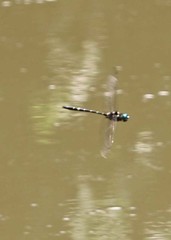 Macromia