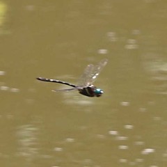 Macromia