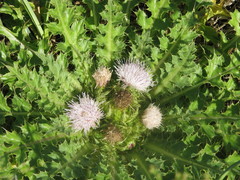 Cirsium roseolum