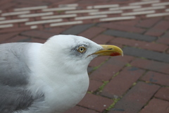 Larus argentatus
