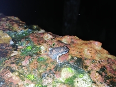 Uperodon taprobanicus