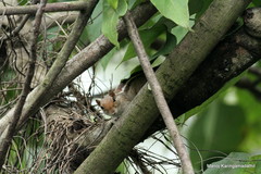 Funambulus tristriatus