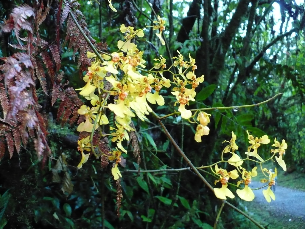 Oncidium nebulosum