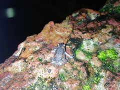 Uperodon taprobanicus