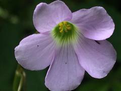 Oxalis hernandesii