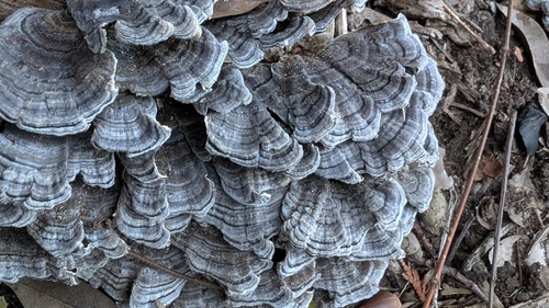 Trametes versicolor