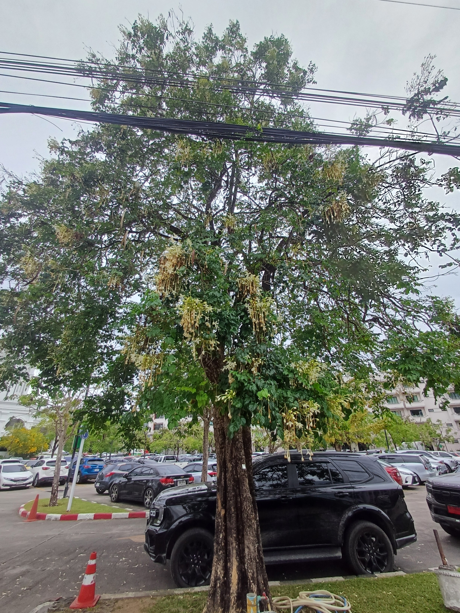 Imagem de Corticeira