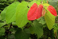 Grewia tiliifolia