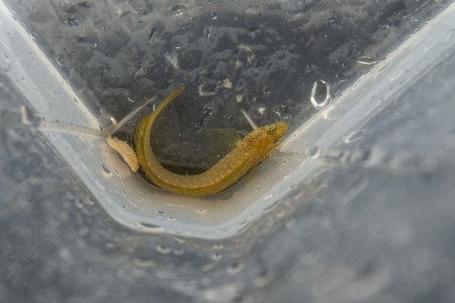 Omobranchus fasciolatus observed 2025-02-18