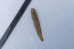 Arab Blenny photo 4