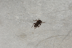 Trichoferus campestris