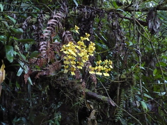 Oncidium nebulosum