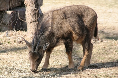Amur Goral