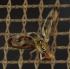 Toxonevra muliebris