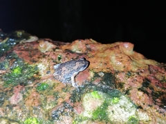 Uperodon taprobanicus