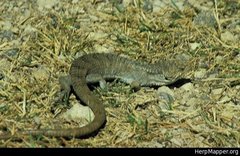 Abronia lythrochila