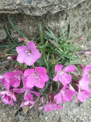 Dianthus glacialis