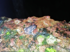 Uperodon taprobanicus