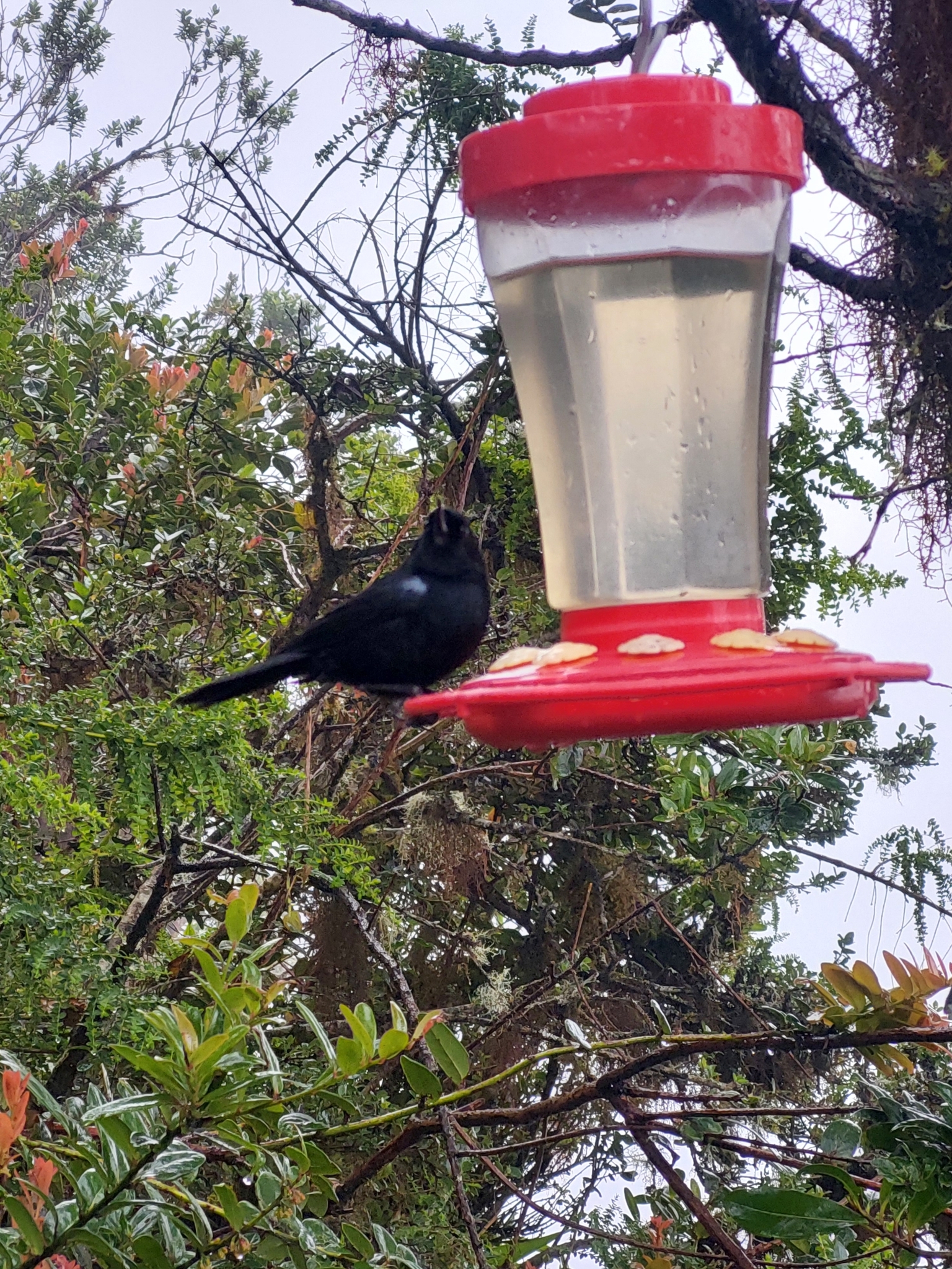 Glossy Flowerpiercer (Diglossa lafresnayii), photo 9