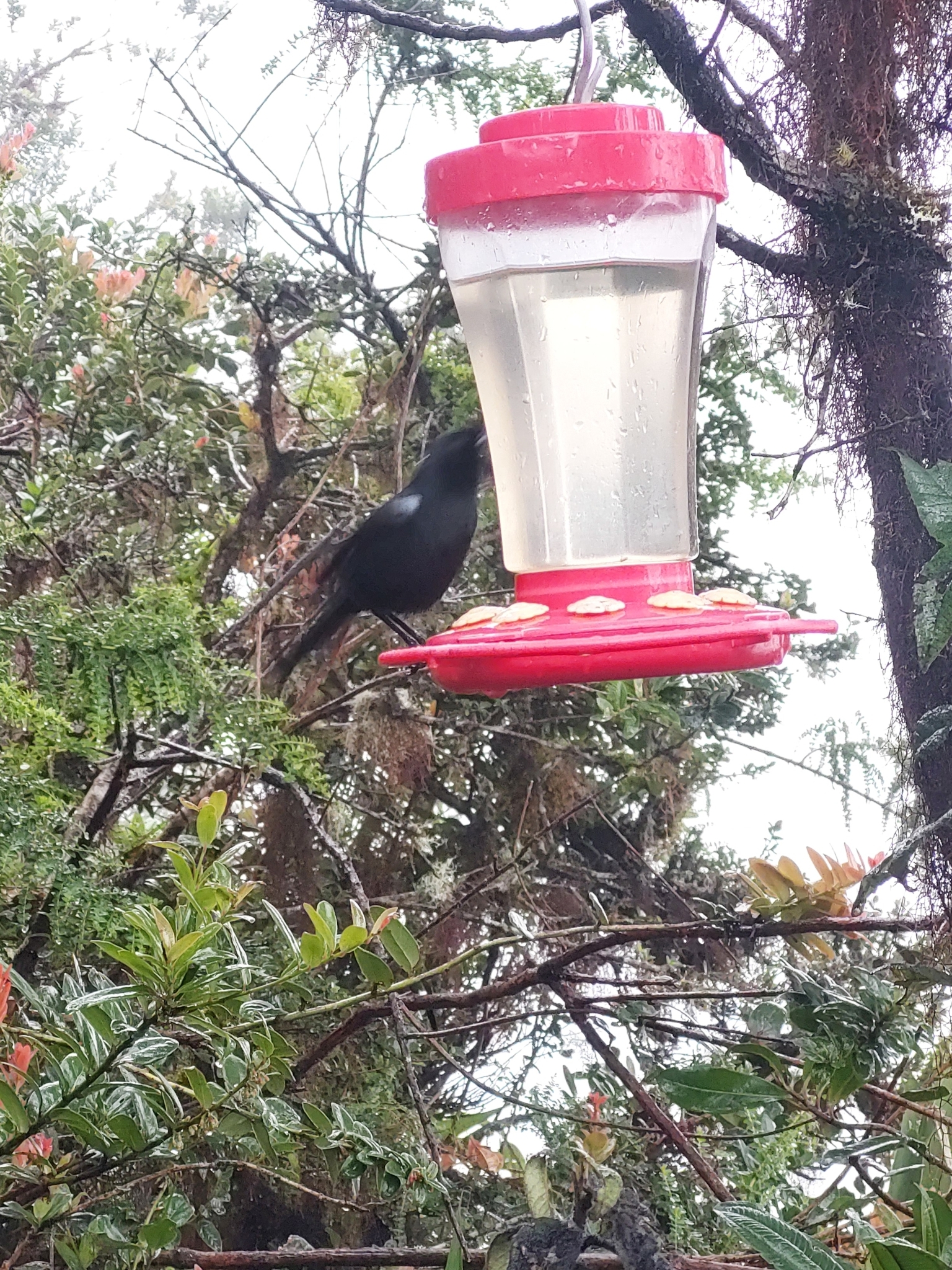 Glossy Flowerpiercer (Diglossa lafresnayii), photo 10