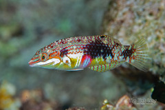 Pearl-Spotted Wrasse photo 2