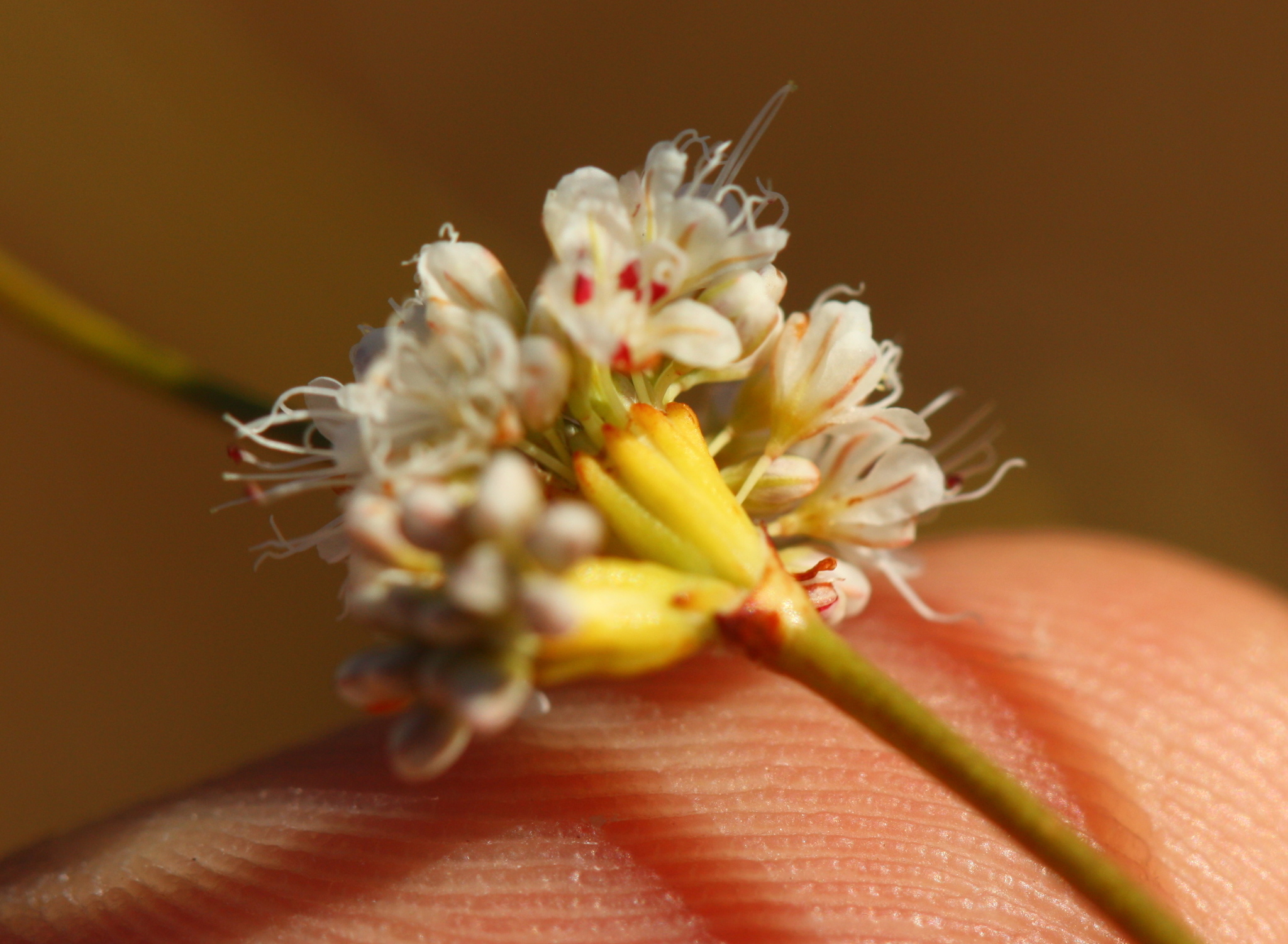 Eriogonum nudum var. auriculatum