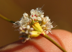Eriogonum nudum auriculatum