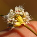 Ear-shaped Wild Buckwheat - Photo no rights reserved