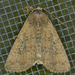 Cobbler Moth - Photo (c) Monica Krancevic, some rights reserved (CC BY-NC), uploaded by Monica Krancevic