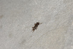 Trichoferus campestris