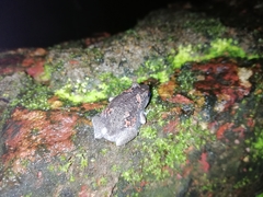 Uperodon taprobanicus