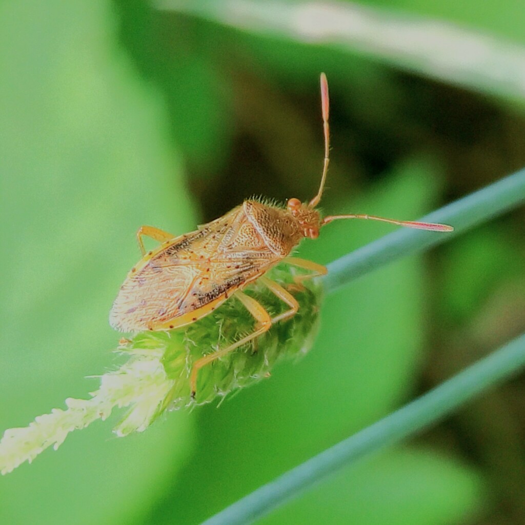 Rhodos Insect marsh rhopalid from 中国河南省驻马店市汝南县 on June 7, 2017 at 01:22 PM by 山雀 ...