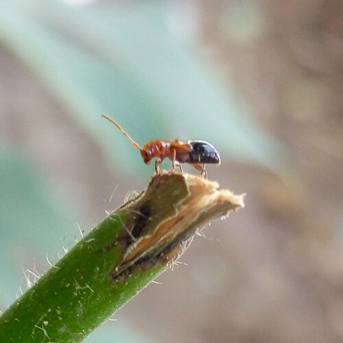 Miccolamia savioi