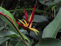 Heliconia mathiasiae